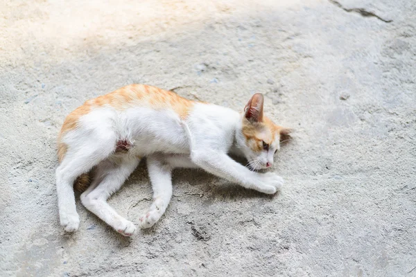 Wounded kitten,injured little cat with lesion at the body stay o — Stock Photo, Image