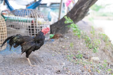 Horoz için dövüş horozu dövüş horozu ve oyun kümes için türüdür 