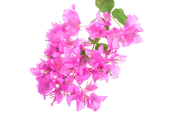 bright Bougainvillea flowers isolated on white background