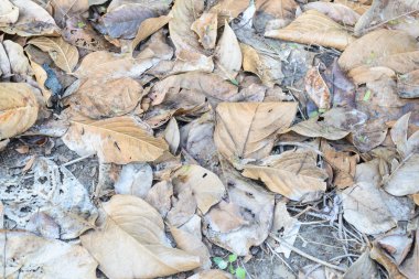 kahverengi dal ve yaprak Park Kuru