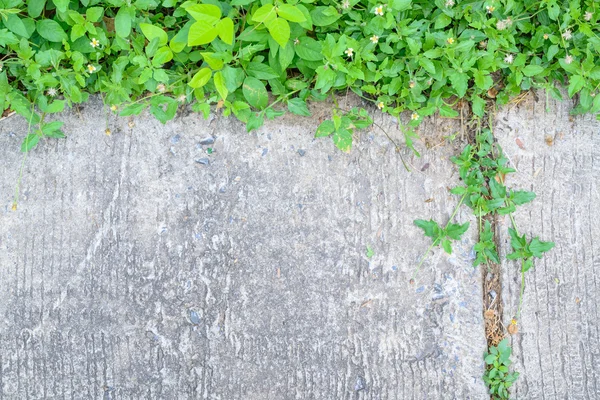 Árvore crescendo no chão de concreto rachadura — Fotografia de Stock