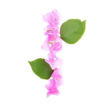 Beyaz arka plan üzerinde izole bougainvillea çiçek alfabesi