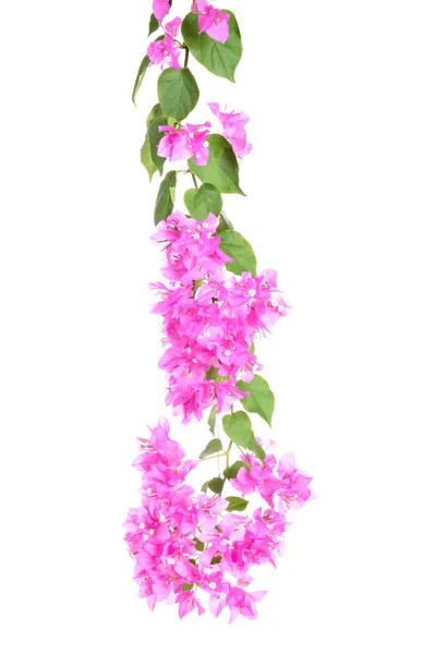 Beyaz arka plan üzerinde izole parlak Bougainvillea çiçek — Stok fotoğraf