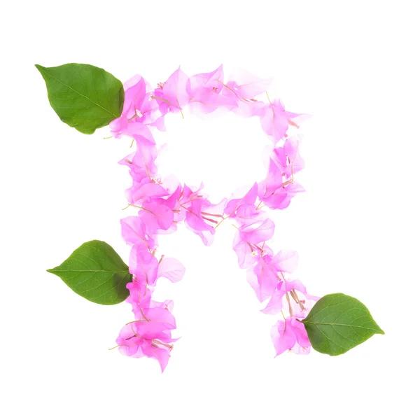 Bougainvillea flores alfabeto aislado sobre fondo blanco — Foto de Stock