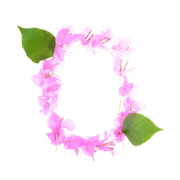 Bougainvillea flowers alphabet isolated on white background — Stock Photo, Image