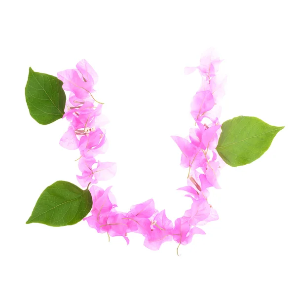 Bougainvillea flowers alphabet isolated on white background — Stock Photo, Image