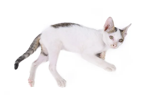 Gatito aislado sobre un fondo blanco —  Fotos de Stock