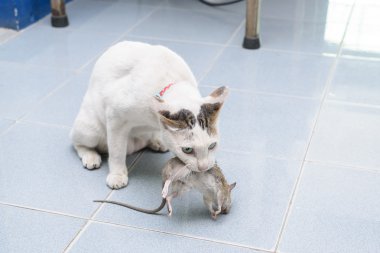 Cat catch ve ısırık fare, sıçan