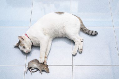 Cat catch ve ısırık fare, sıçan