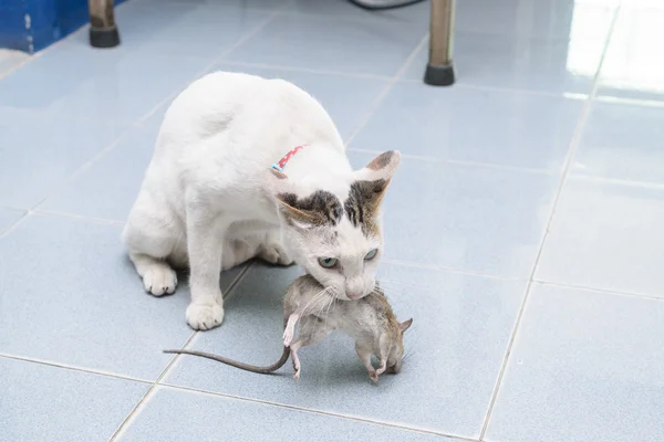 Cat catch and bite mouse, rat — Stock Photo, Image