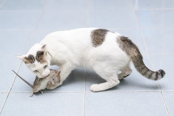 Cat catch and bite mouse, rat — Stock Photo, Image