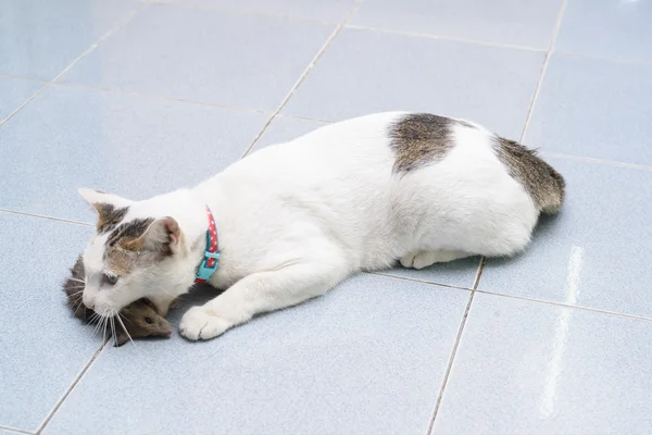 Cat catch and bite mouse, rat — Stock Photo, Image