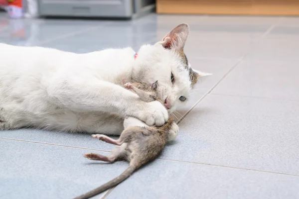 Gato atrapar y morder ratón, rata —  Fotos de Stock
