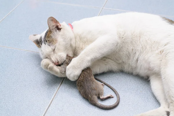 Cat catch and bite mouse, rat — Stock Photo, Image