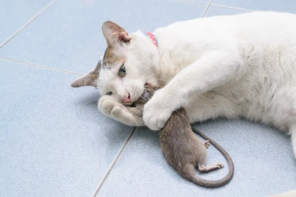 Cat catch and bite mouse, rat — Stock Photo, Image