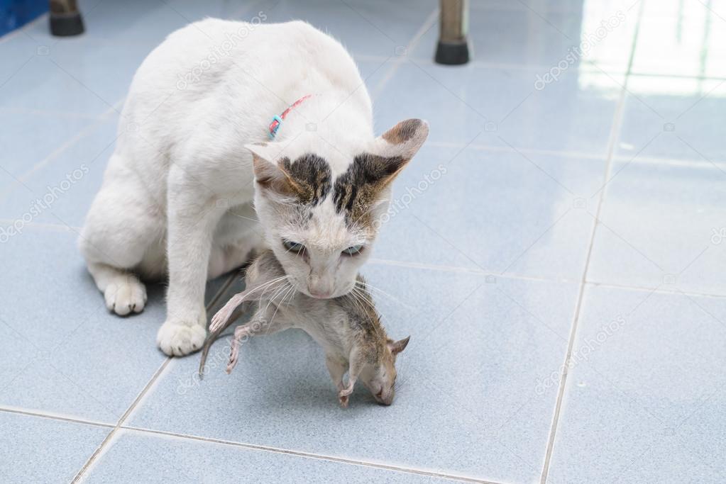 Cat catch and bite mouse, rat