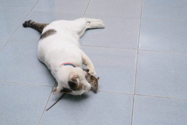 Cat catch ve ısırık fare, sıçan