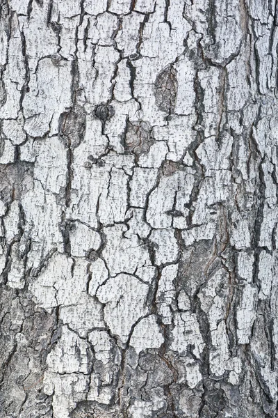 Motifs de peau d'arbre grunge, texture du bois, nature, plante backgr — Photo