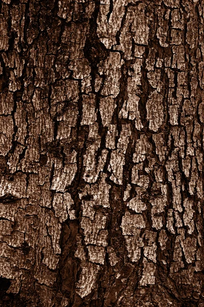 Motifs d'écorce d'arbre sombre, texture du bois, nature, plante b — Photo