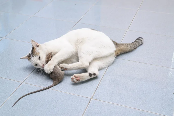 Cat catch and bite mouse, rat — Stock Photo, Image