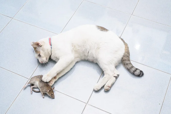 Cat catch and bite mouse, rat — Stock Photo, Image