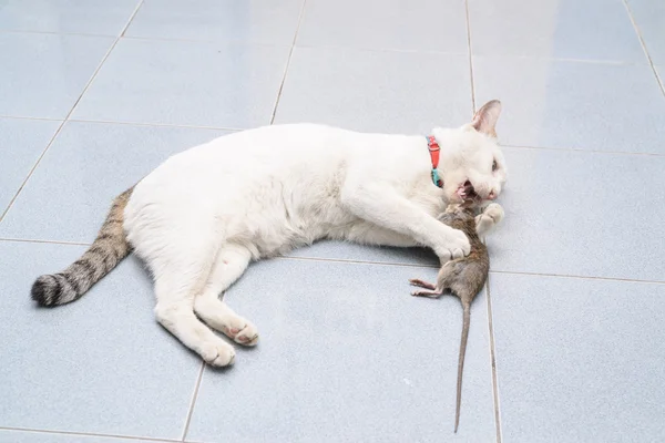 Cat catch and bite mouse, rat — Stock Photo, Image
