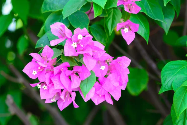 Bougainvilliers fleurs rose et vert branche jardin — Photo