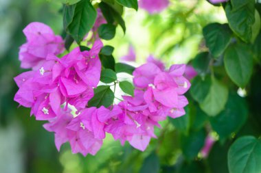 Bougainvillea çiçek pembe ve yeşil bahçe şube