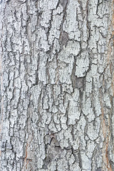 Motifs de peau d'arbre grunge, texture du bois, nature, plante backgr — Photo