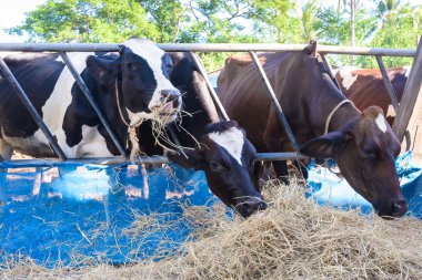 bir çiftlikte inekler, bir grupta yemek süt inekleri