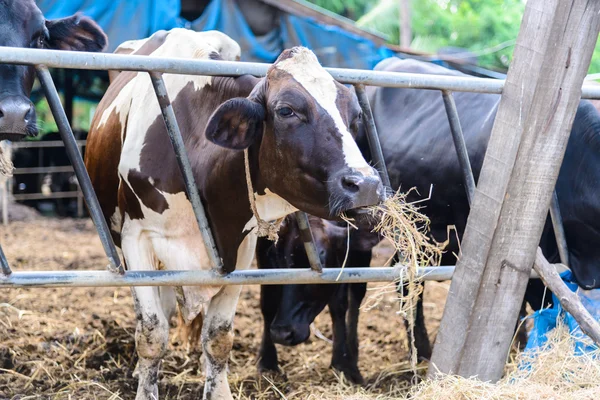 Коровы на ферме, молочные коровы едят на ферме — стоковое фото