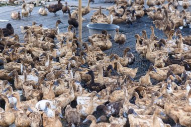 ördek grupta, yemek ve bataklık içinde Yüzme