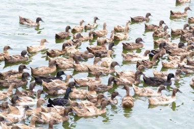 ördek grupta, yemek ve bataklık içinde Yüzme