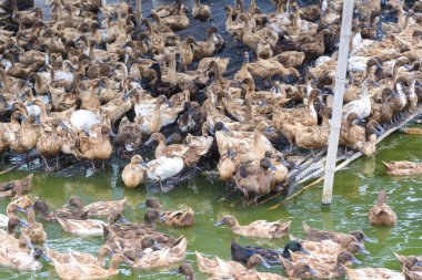 ördek grupta, yemek ve bataklık içinde Yüzme