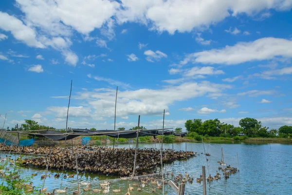 Pato en la granja, comer y nadar en el pantano con cielo azul —  Fotos de Stock