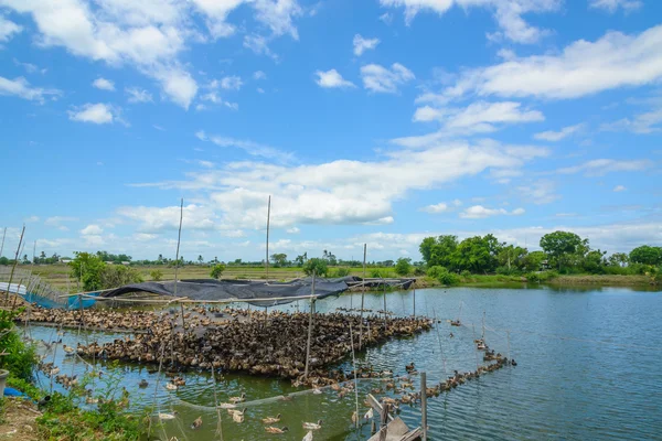 Pato en la granja, comer y nadar en el pantano con cielo azul —  Fotos de Stock