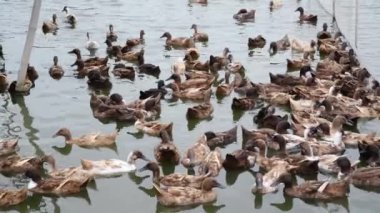 Ördekler grupta, yemek ve bataklık içinde Yüzme