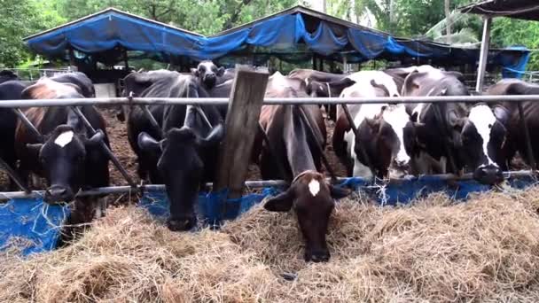 Krávy, farmy, dojnice, jíst na farmě, v Thajsku — Stock video