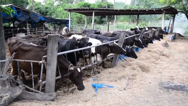 Cows in a farm, Dairy cows eating in a farm, in Thailand — Stock Video
