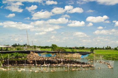 ördek grupta, yemek ve bataklık içinde Yüzme.