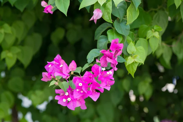 Bougainvillea fiori ramo rosa e verde in giardino — Foto Stock
