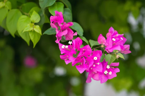 Bougainvillea virágok rózsaszín és zöld ág-kertben — Stock Fotó