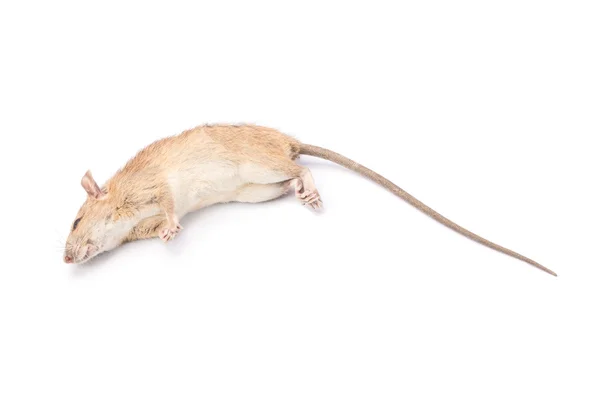 Rato morto isolado no fundo branco — Fotografia de Stock