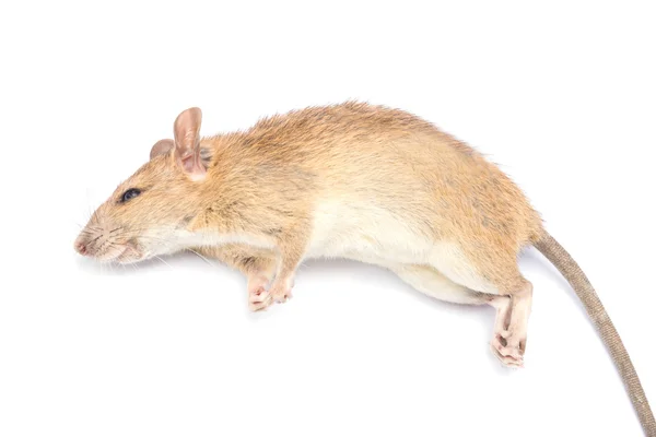 Tote Ratte isoliert auf weißem Hintergrund — Stockfoto