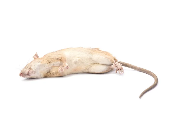 죽은 쥐 흰색 배경에서 격리 됨 — 스톡 사진