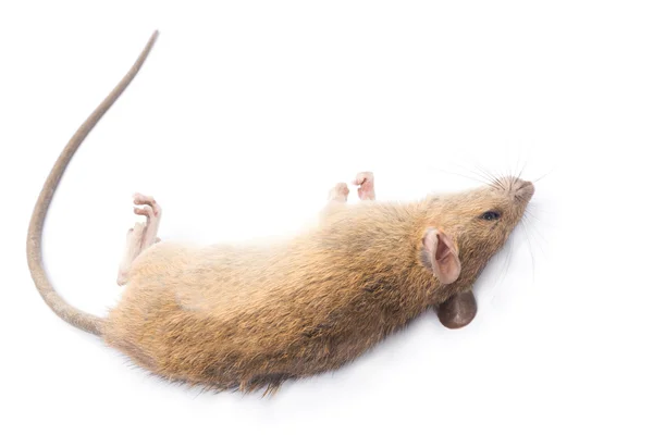 Rata muerta aislada sobre fondo blanco —  Fotos de Stock