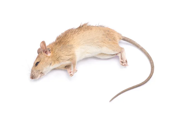 Dode rat geïsoleerd op witte achtergrond — Stockfoto