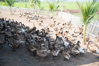 Çiftlikteki ördekler, 