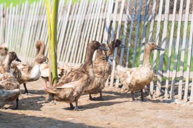 Çiftlikteki ördekler, 