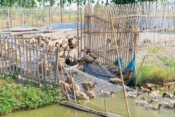 Pato en la granja, comer y nadar en el pantano —  Fotos de Stock